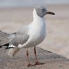 Latest Coney Island Attraction: Rare Seagull